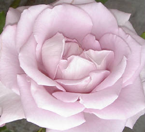 rosas012.jpg