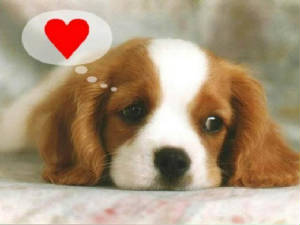 amor004.jpg