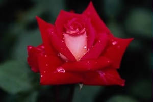 rosas002.jpg