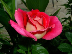 rosas006.jpg