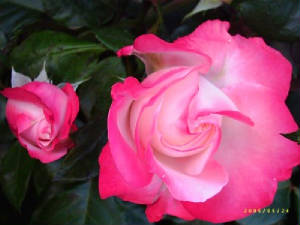 rosas007.jpg