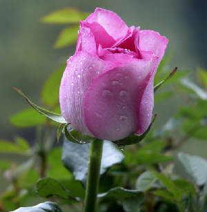 rosas009.jpg