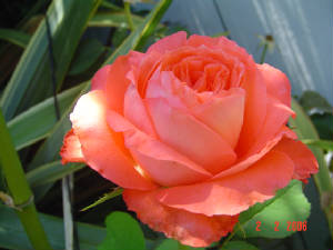 rosas010.jpg