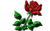 amoroso6.gif