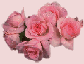 rosaspeq.gif